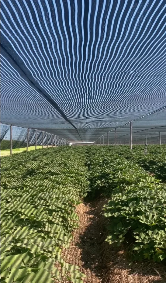 Crops in a protective tunnel in Canada