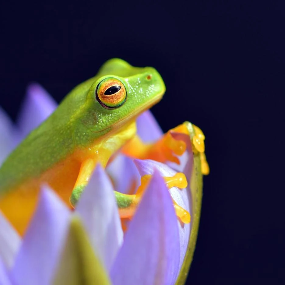tree-frog