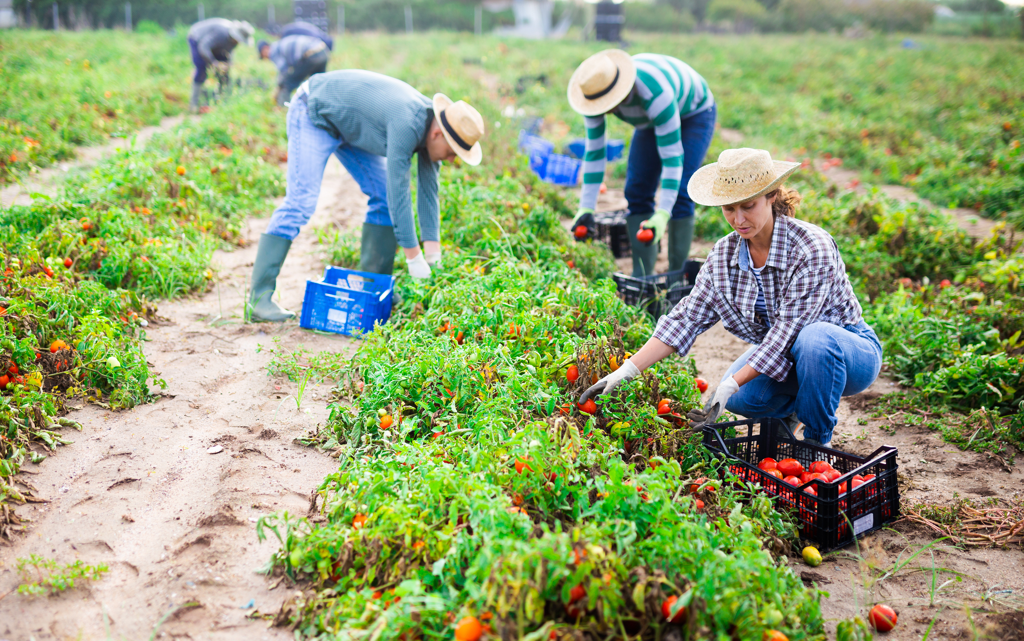 Farmers in the field