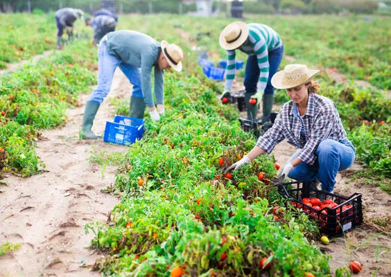Farmers in the field