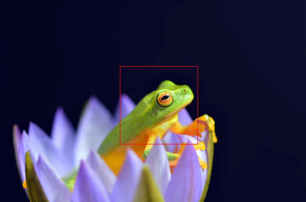 A green frog on a purple flower
